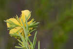 Apalachicola St. Johnswort